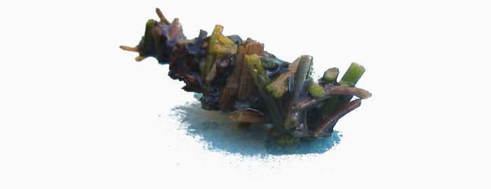 About - CaddisFly